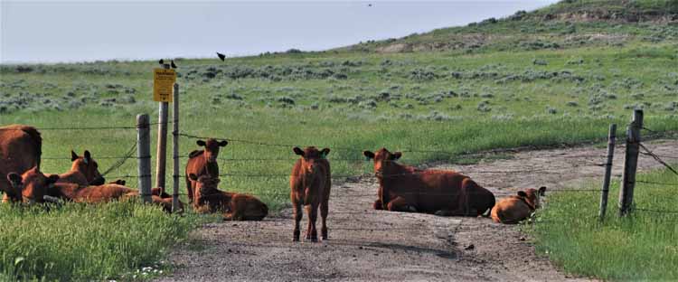 cattle at fence